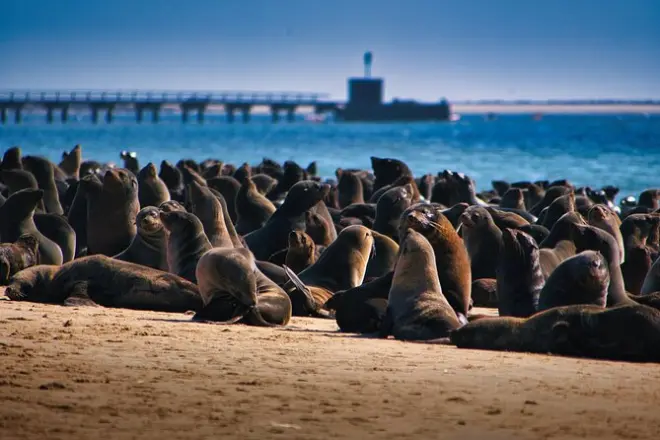 Pelican Point Peninsula tour: Meet Cape fur seals