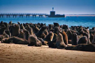 Tour alla penisola di Pelican Point: Avvista le otarie di Capo