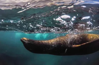 Snorkeling à l'île Pinzon, Galapagos : Lions de mer et requins