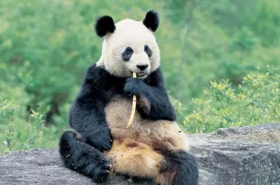 Chengdu Panda Visit and Cooking Class: Learn to Cook Sichuan