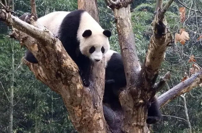 Voluntariado en Wolong desde Chengdu para aprender a cuidar pandas