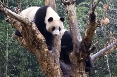 Wolong Panda Base volunteering from Chengdu: Learn panda care