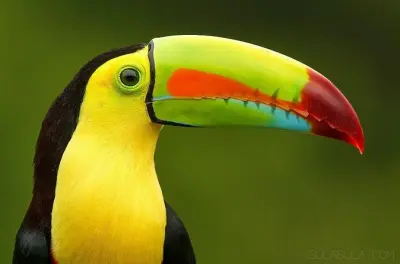 13-day Costa Rica tour: San Jose to Manuel Antonio