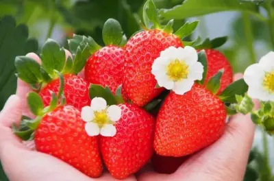 Strawberry Picking and Yubara Onsen Tour from Okayama