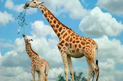 Nairobi Tagesausflug: Giraffenzentrum, Perlen & Karen-Blixen-Museum