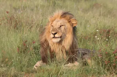 Safari en Pilanesberg y santuario de monos: Recorrido de 12 horas