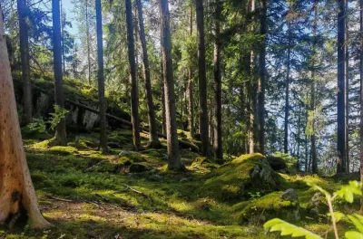Kauppi Wald Achtsamkeitswanderung Naturerlebnis bei Tampere