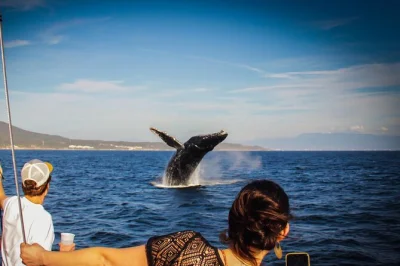 Feel the thrill of humpback whales in banderas bay, enjoy fresh ceviche & open bar, plus water activities. includes breakfast, lunch & expert local guide.