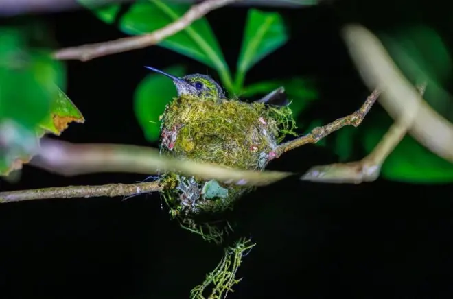 Monteverde Night Walk Tour: Nocturnal wildlife with private guide