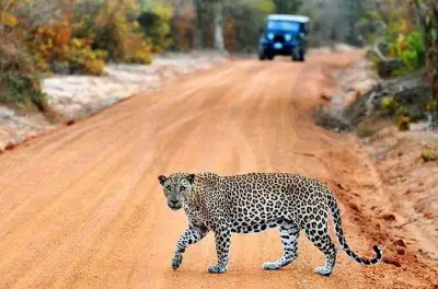 Safari privé en jeep à Yala depuis Hikkaduwa avec léopards