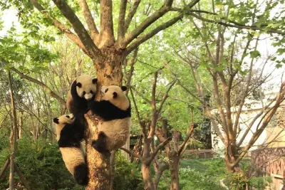 Visita privada al Buda de Leshan y centro de pandas con almuerzo