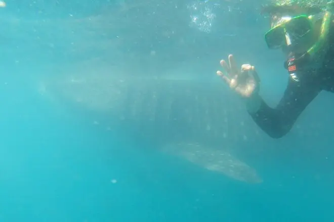 Nuoto con squalo balena a La Paz in piccolo gruppo e biologo