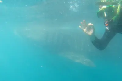 Nuoto con squalo balena a La Paz in piccolo gruppo e biologo