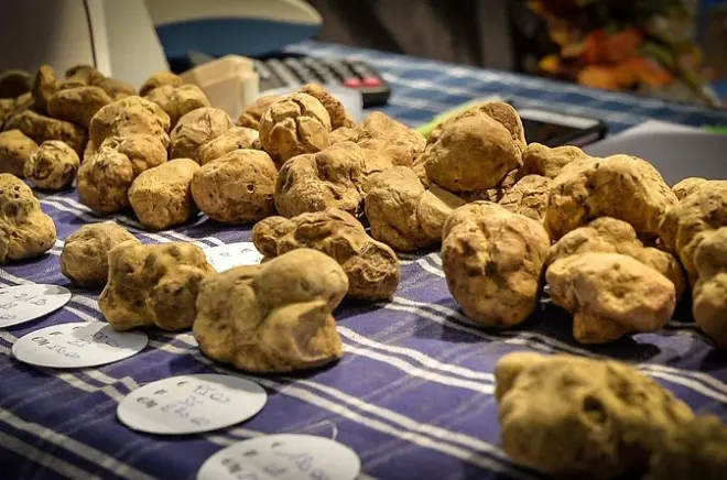 Alba Truffle Fair: Guided Tour with Skip-the-Line Access