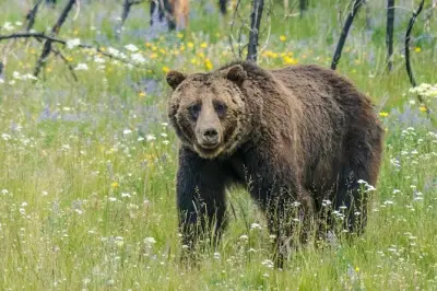 Yellowstone privato: Old Faithful, fauna e Grand Prismatic