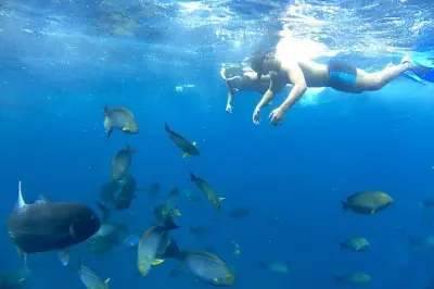 Manta Bay Schnorcheln: Mantarochen und bunte Korallenriffe erleben