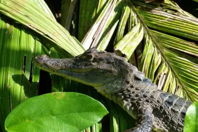 Canoa e camminata a Tortuguero: Pagaia e sentiero in un giorno