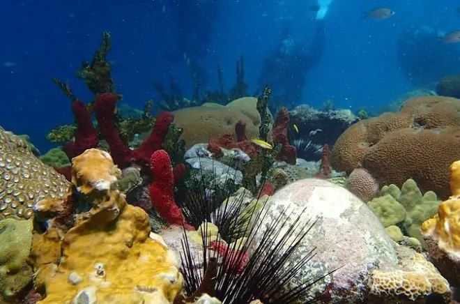 Champagne Reef Snorkeling: Volcanic bubbles in Dominica