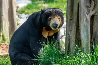 Orang-outan et ours soleil de Sepilok depuis Sandakan avec déjeuner