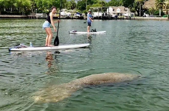 Paddle Board Tour St Petersburg: Coffee Pot Bayou 2 Hours