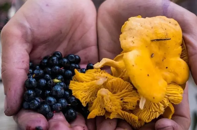 Beeren- und Pilzesammeln in Rovaniemi