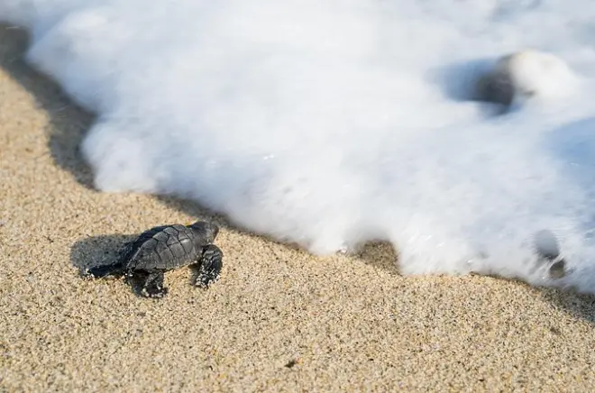 Schildkrötenfreilassung im Escobilla-Schutzgebiet mit Krokodilen