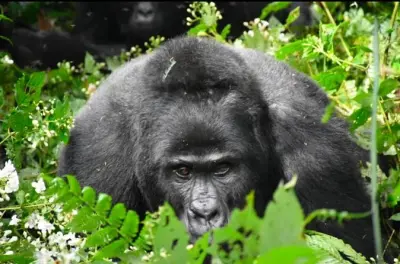 Trilha de gorilas em Bwindi com visita aos Batwa, saindo de Kampala