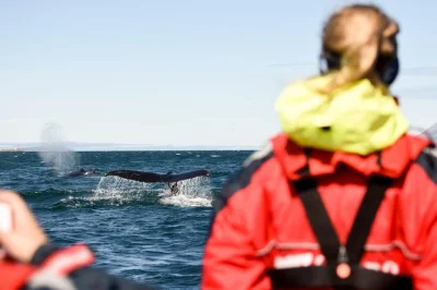 Feel the thrill of whale watching near akureyri on a fast rib boat with just 12 guests, expert guides, and all safety gear included. four daily departures.