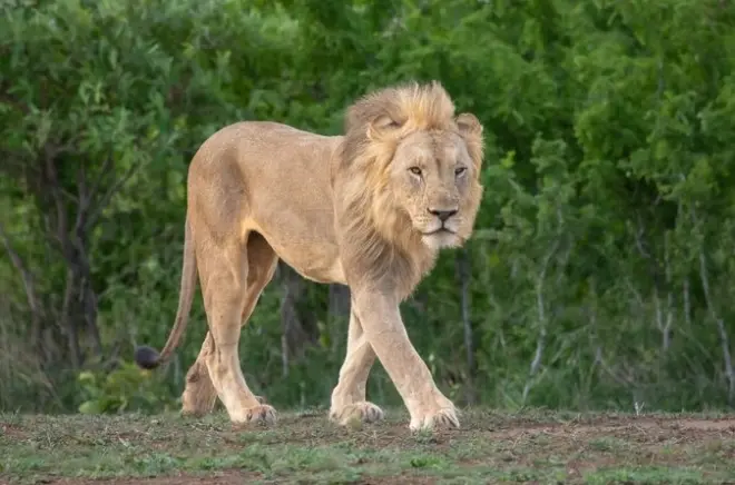 Safari 9 días en South Luangwa y lago Malawi en vehículo privado