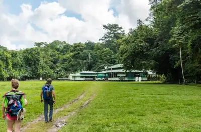 Corcovado sirena 2 días desde Sierpe: Fauna del bosque lluvioso