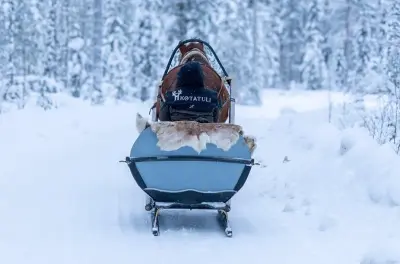 Pferdeschlitten in Rovaniemi: Pferde füttern, Zügel übernehmen