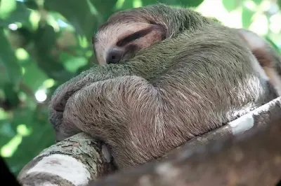 Faune du parc Manuel Antonio observée avec télescopes inclus