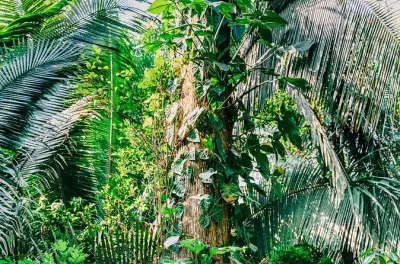 Randonnée au Cockscomb Basin et cascades au départ de Hopkins