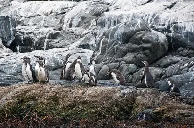 Avvistamento pinguini a Cachagua con barca privata da Santiago