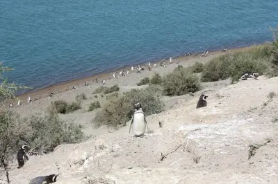Peninsula Valdes: Avistamiento de elefantes marinos y fauna