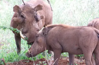 Da Diani Beach a Shimba Hills: Foresta pluviale e cascata