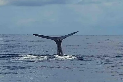 Feel the thrill of whale watching in dominica’s calm caribbean waters. spot sperm whales and dolphins with a local guide. small group, cruise ship pickup included.