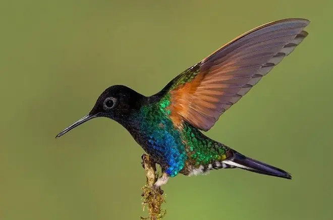 Expedição de beija-flores em Quito: 3 reservas, 15 espécies