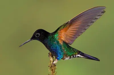 Expedição de beija-flores em Quito: 3 reservas, 15 espécies