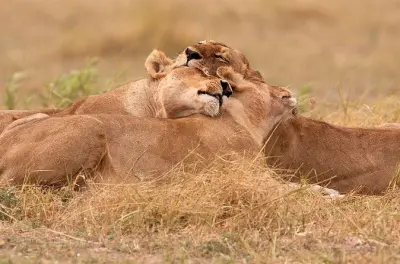 Akagera Nationalpark Tagesausflug ab Kigali: Big-Five-Safari