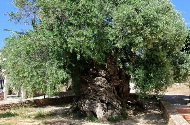 Tour privato olio d'oliva e vino a Chania: Albero di 4000 anni