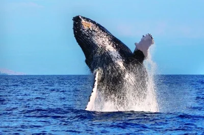 Feel the thrill of whale season on waikoloa’s coast, spot humpbacks up close, choose your boat style, and enjoy expert crew insights—includes drinks onboard.