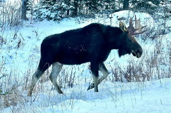 Desde Toronto: Día en Algonquin con senderismo y fauna silvestre