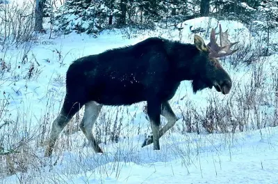 Desde Toronto: Día en Algonquin con senderismo y fauna silvestre