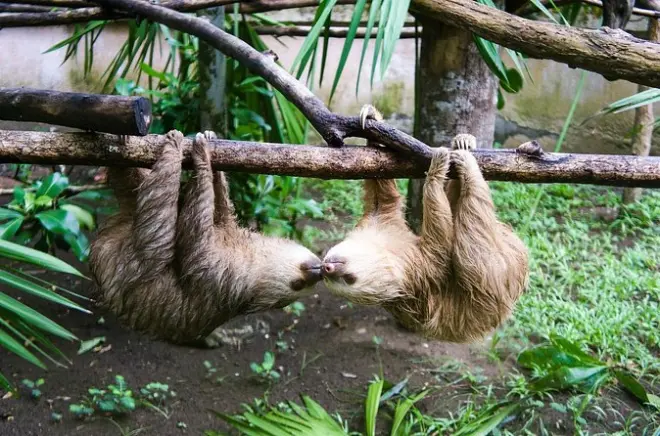 Sloths e destaques de Limón: Tour de vida selvagem e cultura