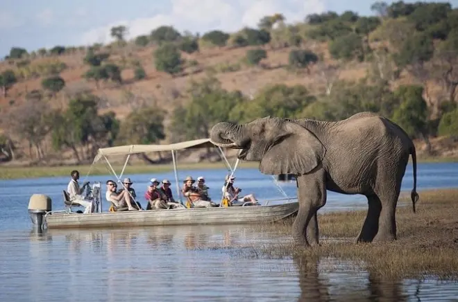 Chobe Safari from Livingstone: River Cruise & Game Drive