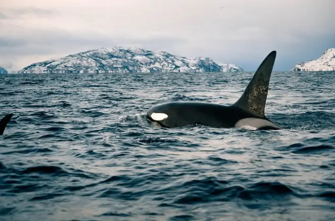 Walbeobachtung mit RIB in Alta: Buckelwale & Orcas