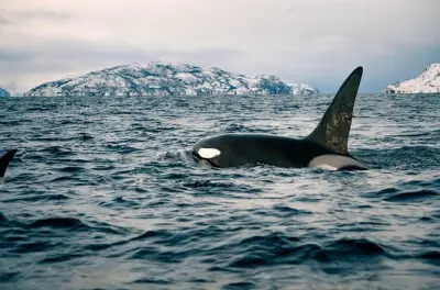 Walbeobachtung mit RIB in Alta: Buckelwale & Orcas