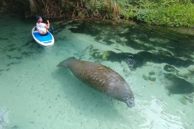 Descubre key west remando en kayak o paddle por túneles de manglares, observando fauna local con guía experto. incluye snacks de fruta fresca y bebidas.