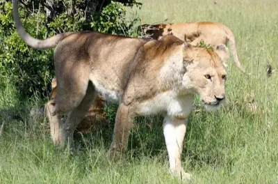 3-tägige Safari Tsavo East & Saltlick ab Mombasa